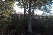 Antique Oaks