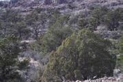 Lot 776 N. Paintbrush Ln., 776
