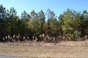 351 Teutsch Rd.
