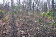 30 Virginia Pine