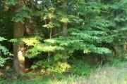19 Wooded Ln.